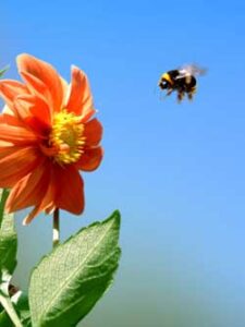 Bee Stings: Best Home Remedies Image